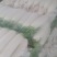 白萝卜打冷网纱袋1级货
