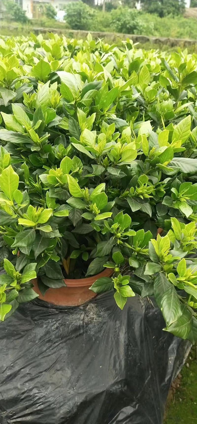 四川栀子花，花包多开花时间长，香味好，好养活，现挖现发