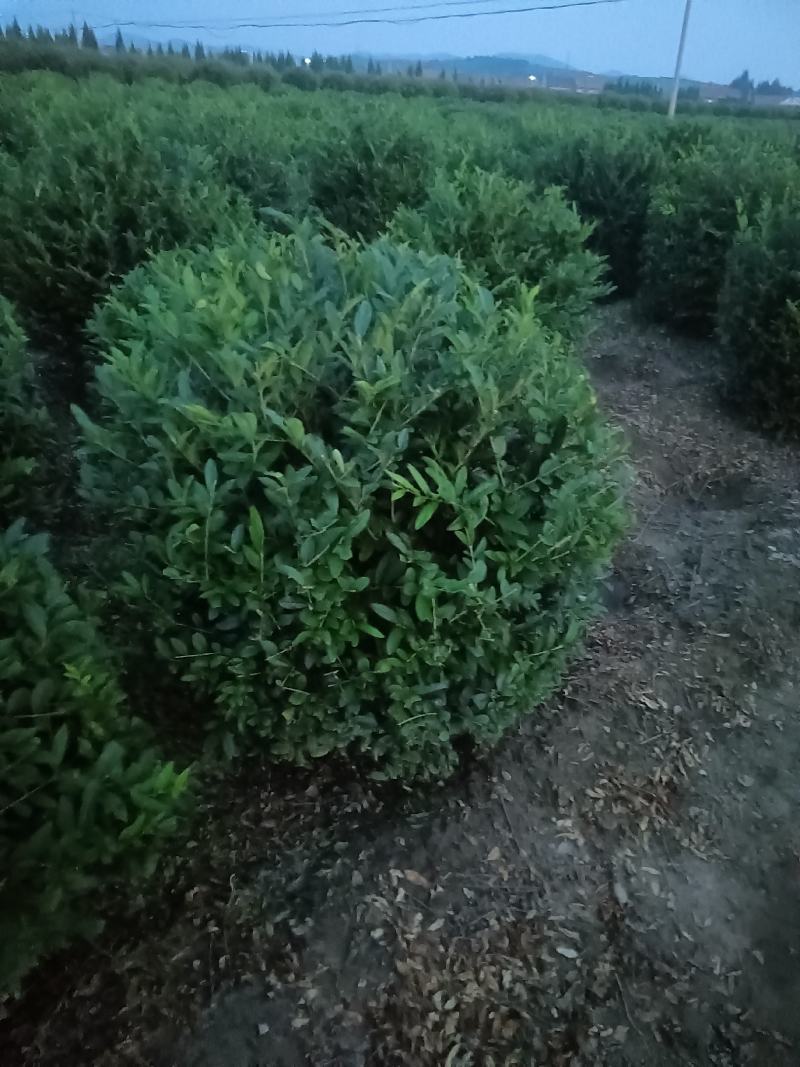 水蜡球，水蜡堆，夹值水蜡，水蜡小苗，女贞，