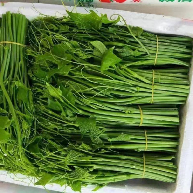 捧瓜尖佛手瓜尖龙须菜，大量上市中，新鲜采摘，欢迎老板采购