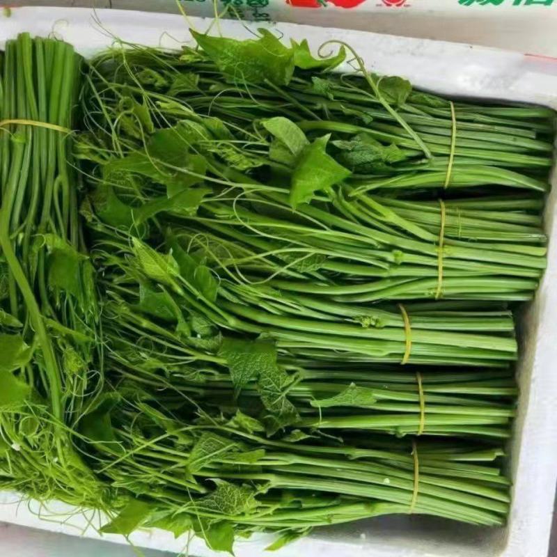 捧瓜尖佛手瓜尖龙须菜，大量上市中，新鲜采摘，欢迎老板采购