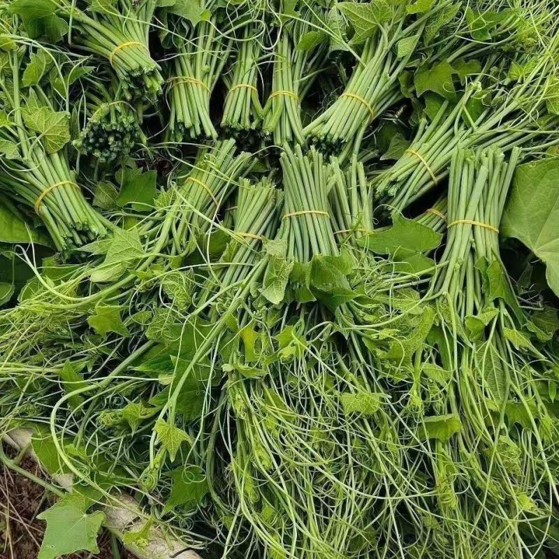 捧瓜尖佛手瓜尖龙须菜，大量上市中，新鲜采摘，欢迎老板采购
