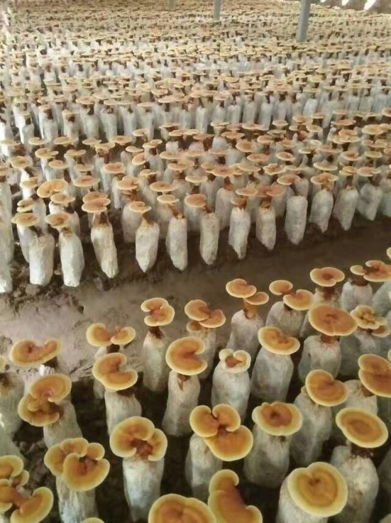 灵芝菌包金边灵芝花立栽灵芝花灵芝菌棒灵芝盆景
