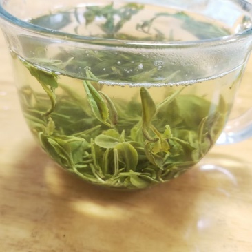 日照绿茶