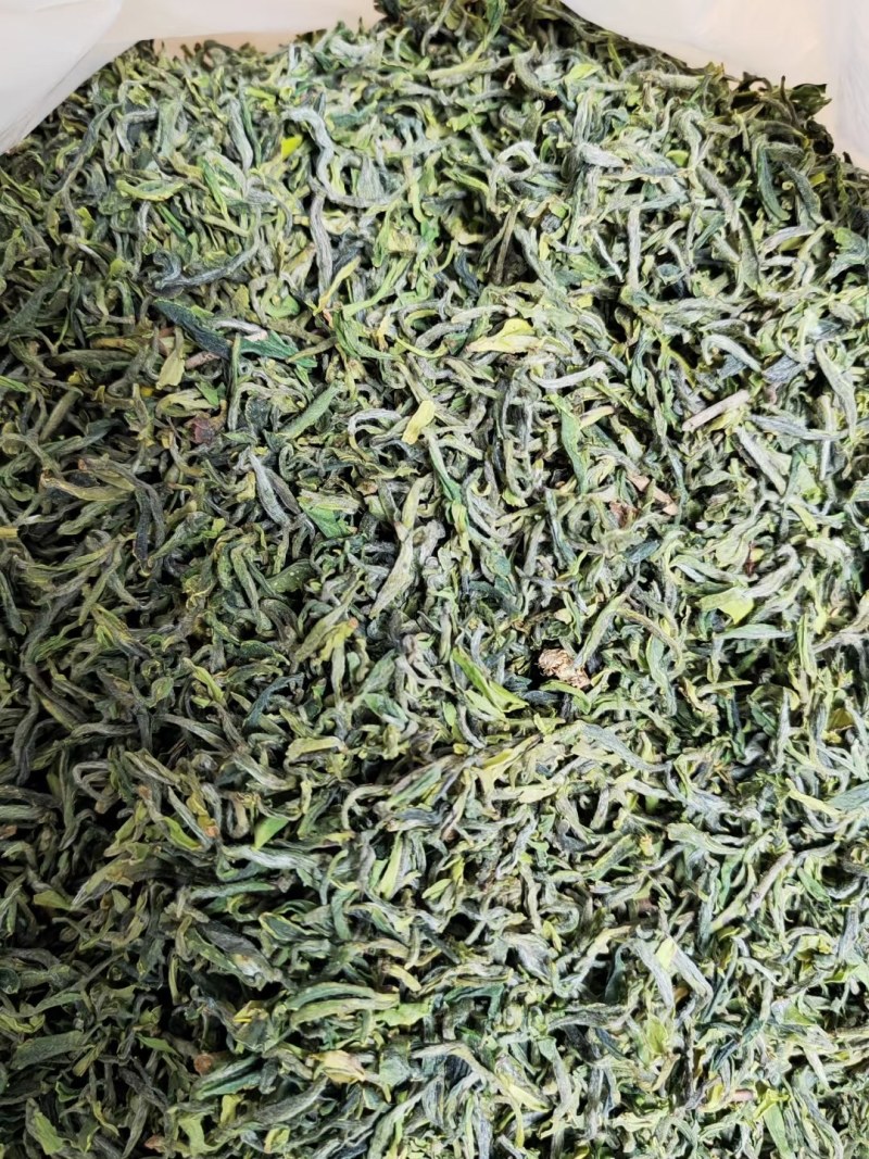 日照绿茶