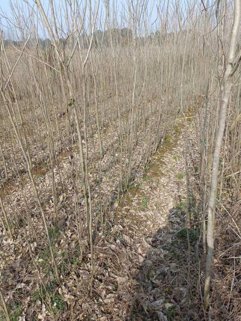 无患子小苗基地批发，现货长期有效无患子杯苗，造林苗。