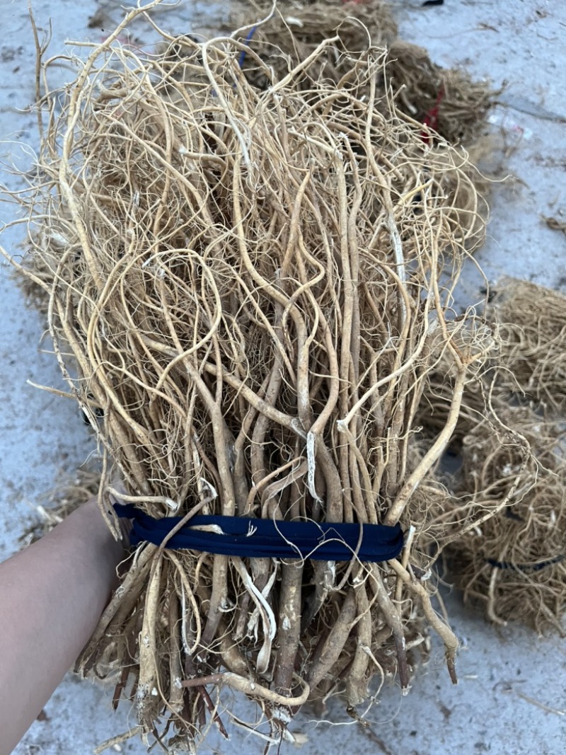 石参根无硫虎尾轮
