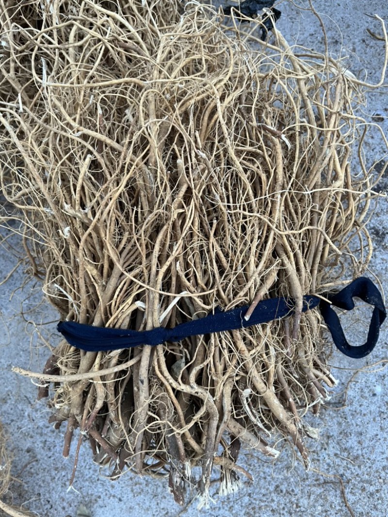 石参根无硫虎尾轮