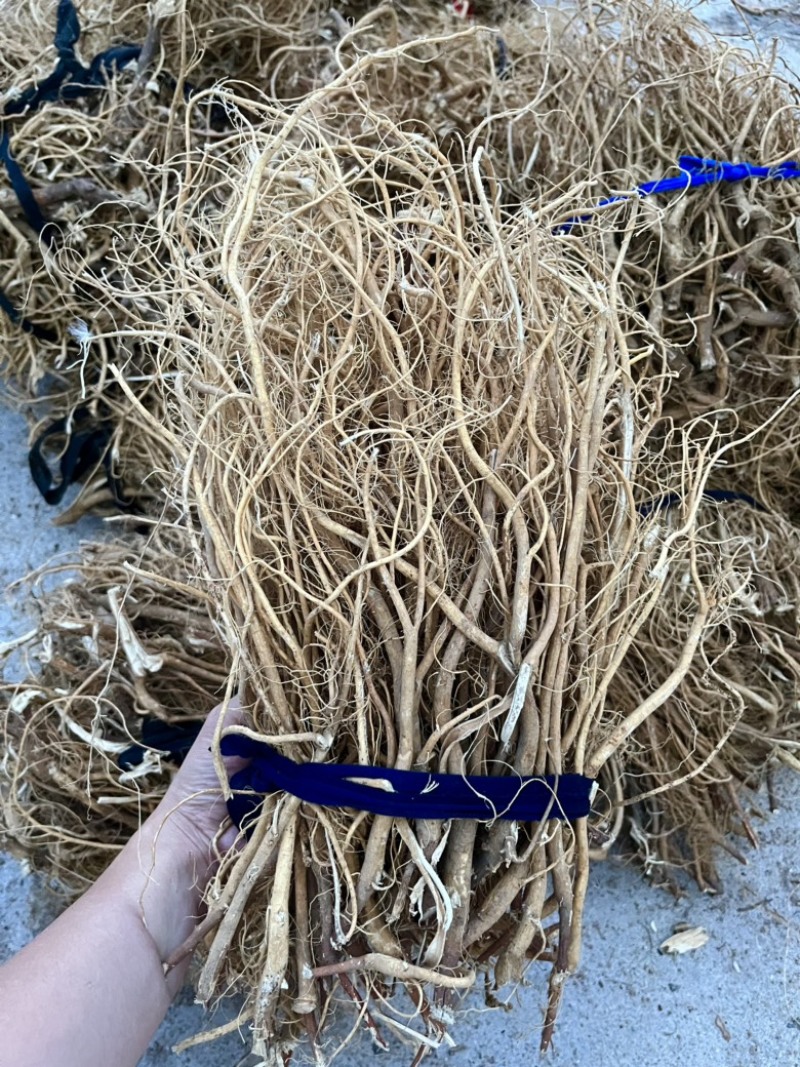 石参根无硫虎尾轮