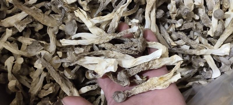 精品2023新货鹿茸菇，农家自种，整朵，碎菇，菌香浓郁