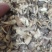 精品2023新货鹿茸菇,农家自种,整朵,碎菇,菌香浓郁