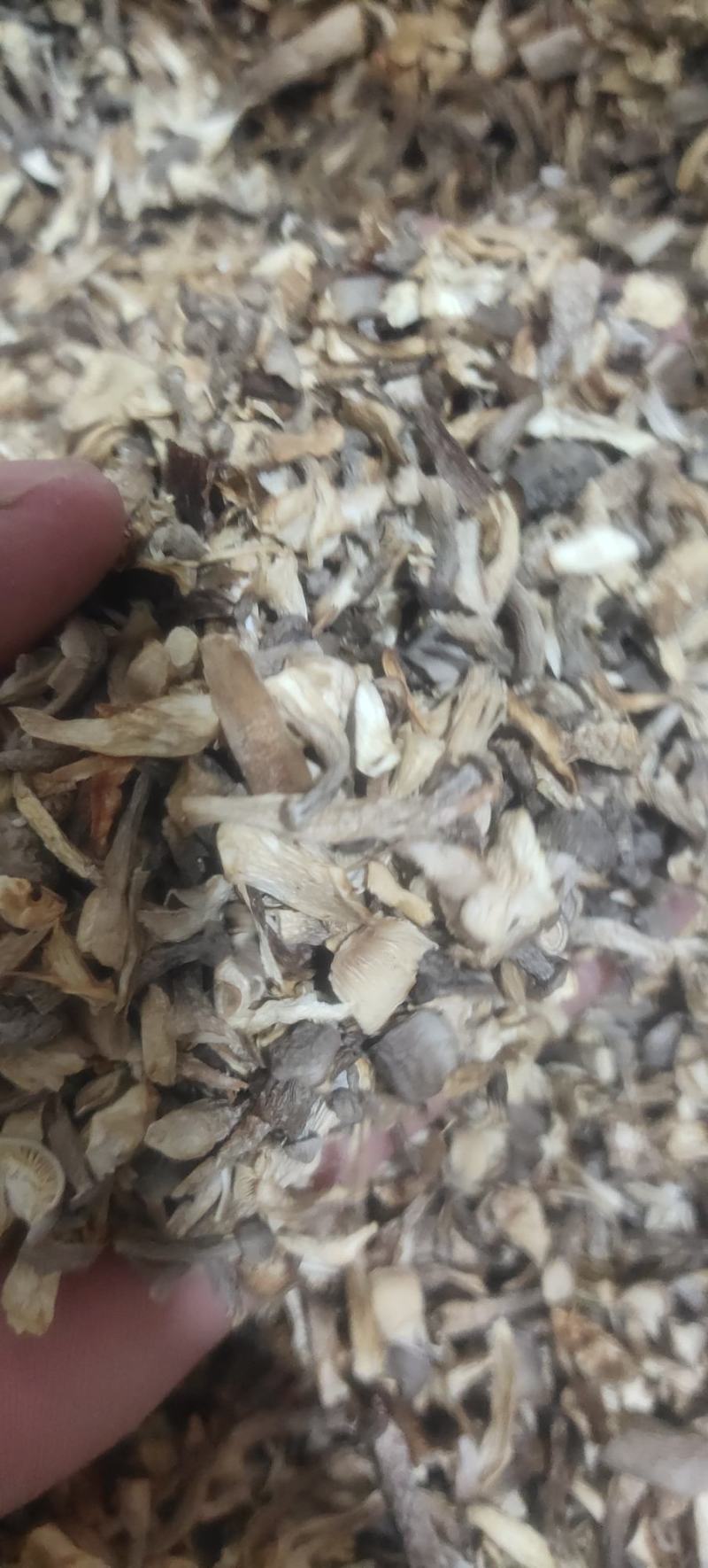 精品2023新货鹿茸菇，农家自种，整朵，碎菇，菌香浓郁