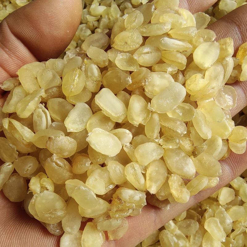皂角米，黄色中大双荚大量上市，质高价优，可视频看货