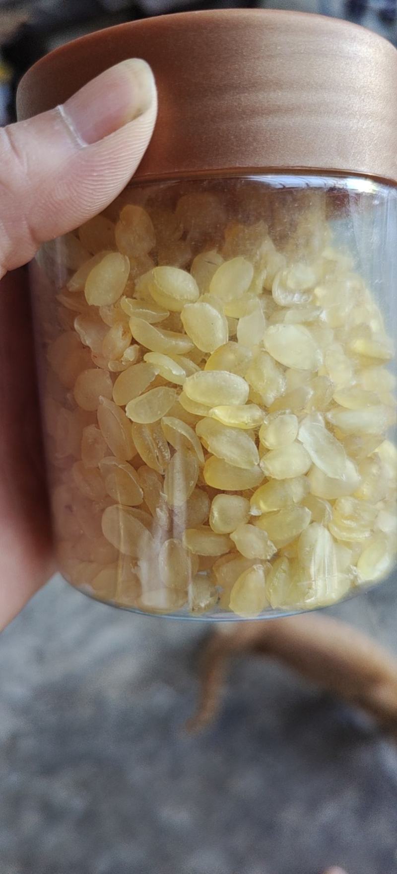 皂角米，黄色中大双荚大量上市，质高价优，可视频看货