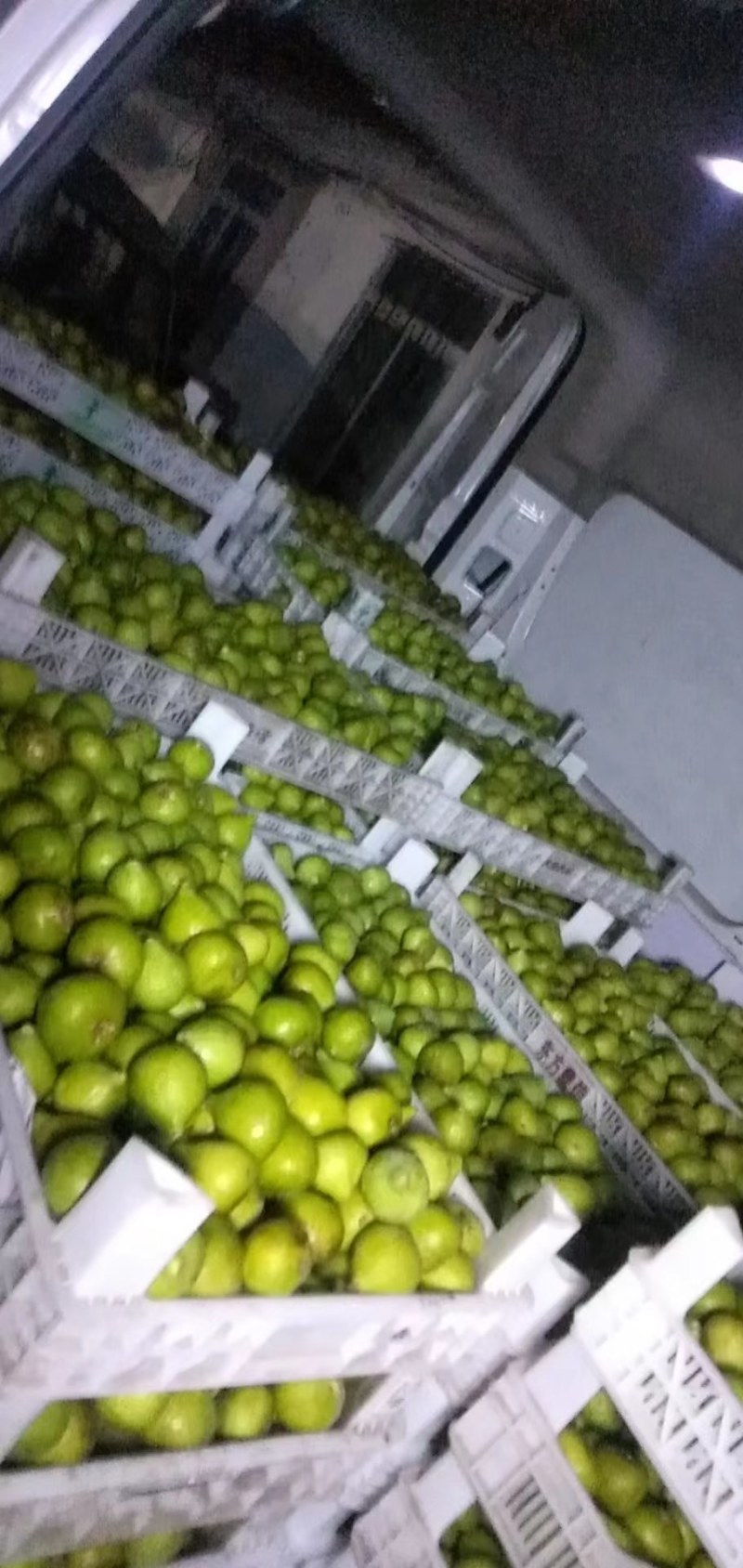 荣成青皮无花果
