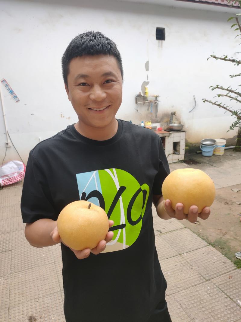 山农酥梨，优质梨苗，基地直发，保证成活率，顺丰包邮到家，