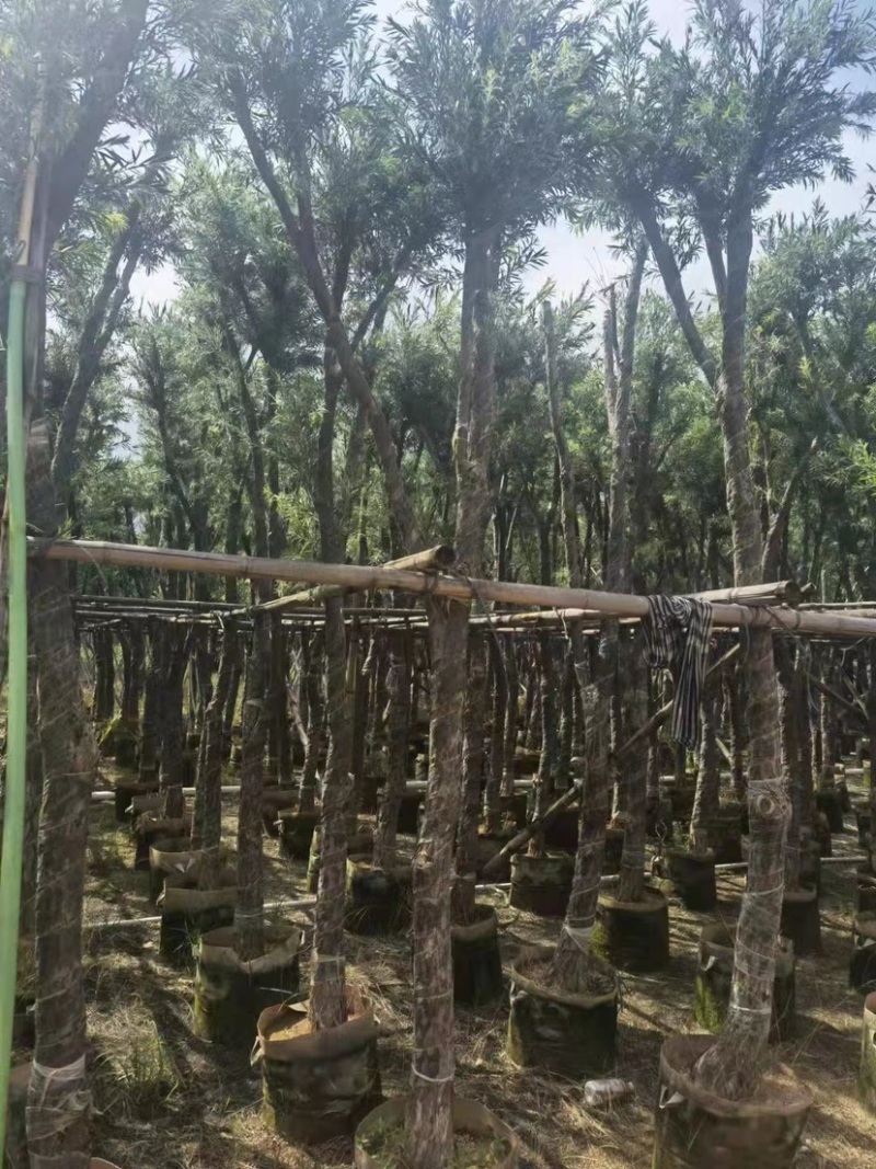 【荐】红千层，串钱柳。各种规格齐全。支持视频看货品质保证