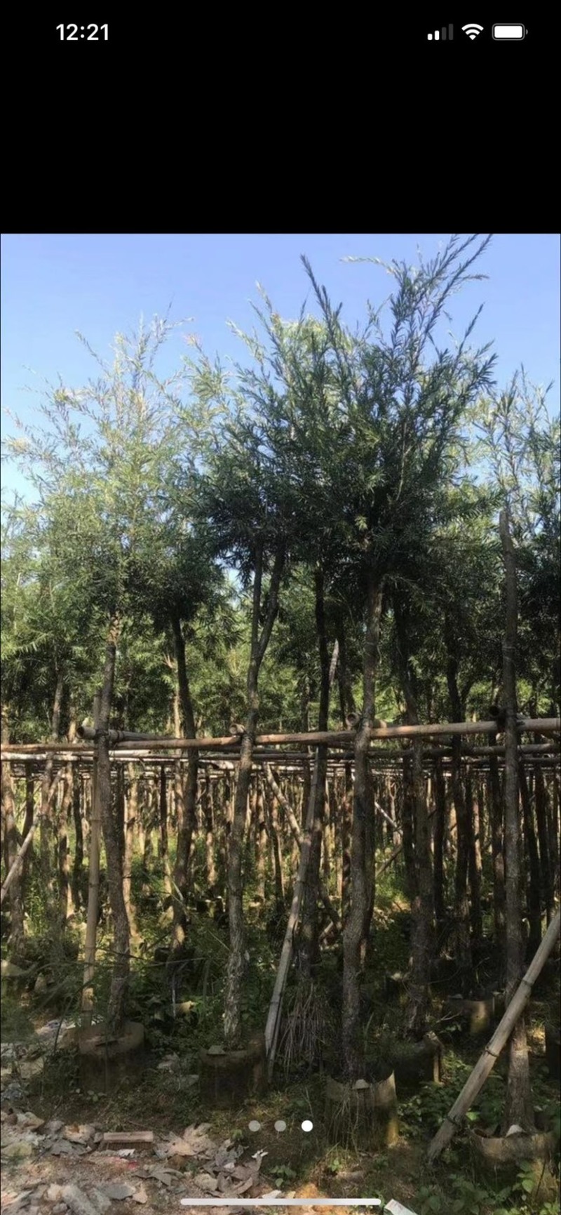 【荐】红千层，串钱柳。各种规格齐全。支持视频看货品质保证