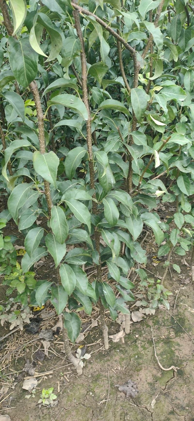 山农酥梨，优质梨苗，基地直发，保证成活率，顺丰包邮到家，