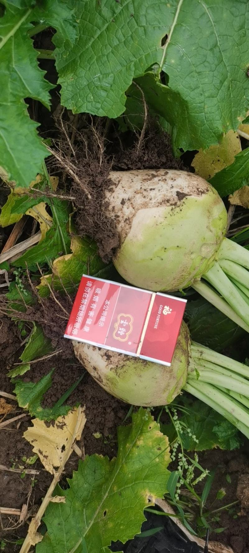 文水大头芥菜大量出货质支持市场，电商腌菜厂欢迎老板