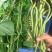 盛世小金豆种子四季豆种籽绿荚架豆角种子抗病高产春秋季蔬菜