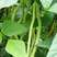 盛世小金豆种子四季豆种籽绿荚架豆角种子抗病高产春秋季蔬菜