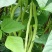 盛世小金豆种子四季豆种籽绿荚架豆角种子抗病高产春秋季蔬菜