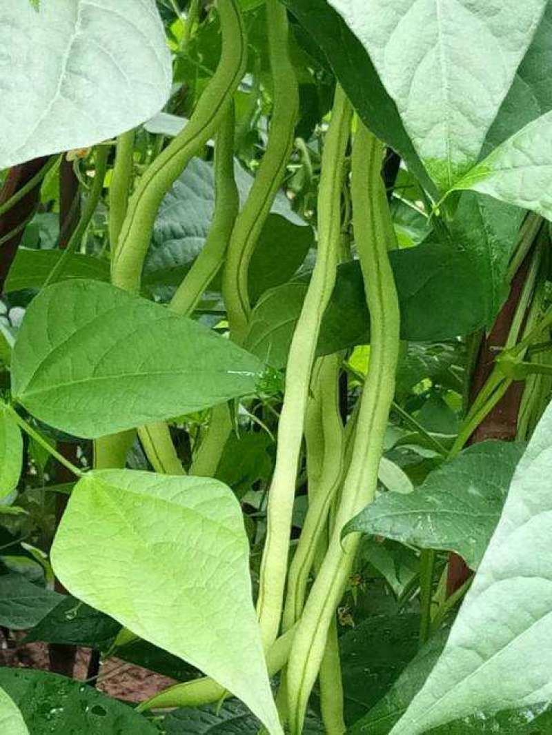 盛世小金豆种子四季豆种籽绿荚架豆角种子抗病高产春秋季蔬菜