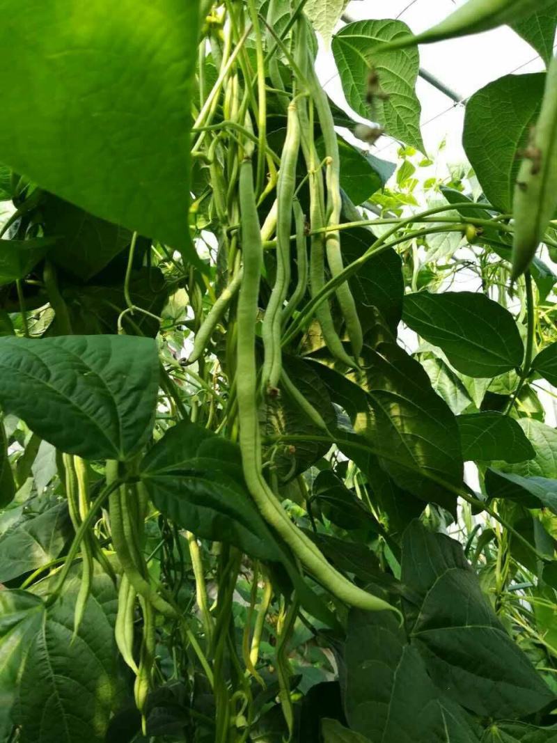 盛世小金豆种子四季豆种籽绿荚架豆角种子抗病高产春秋季蔬菜