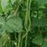 盛世小金豆种子四季豆种籽绿荚架豆角种子抗病高产春秋季蔬菜