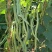 盛世小金豆种子四季豆种籽绿荚架豆角种子抗病高产春秋季蔬菜