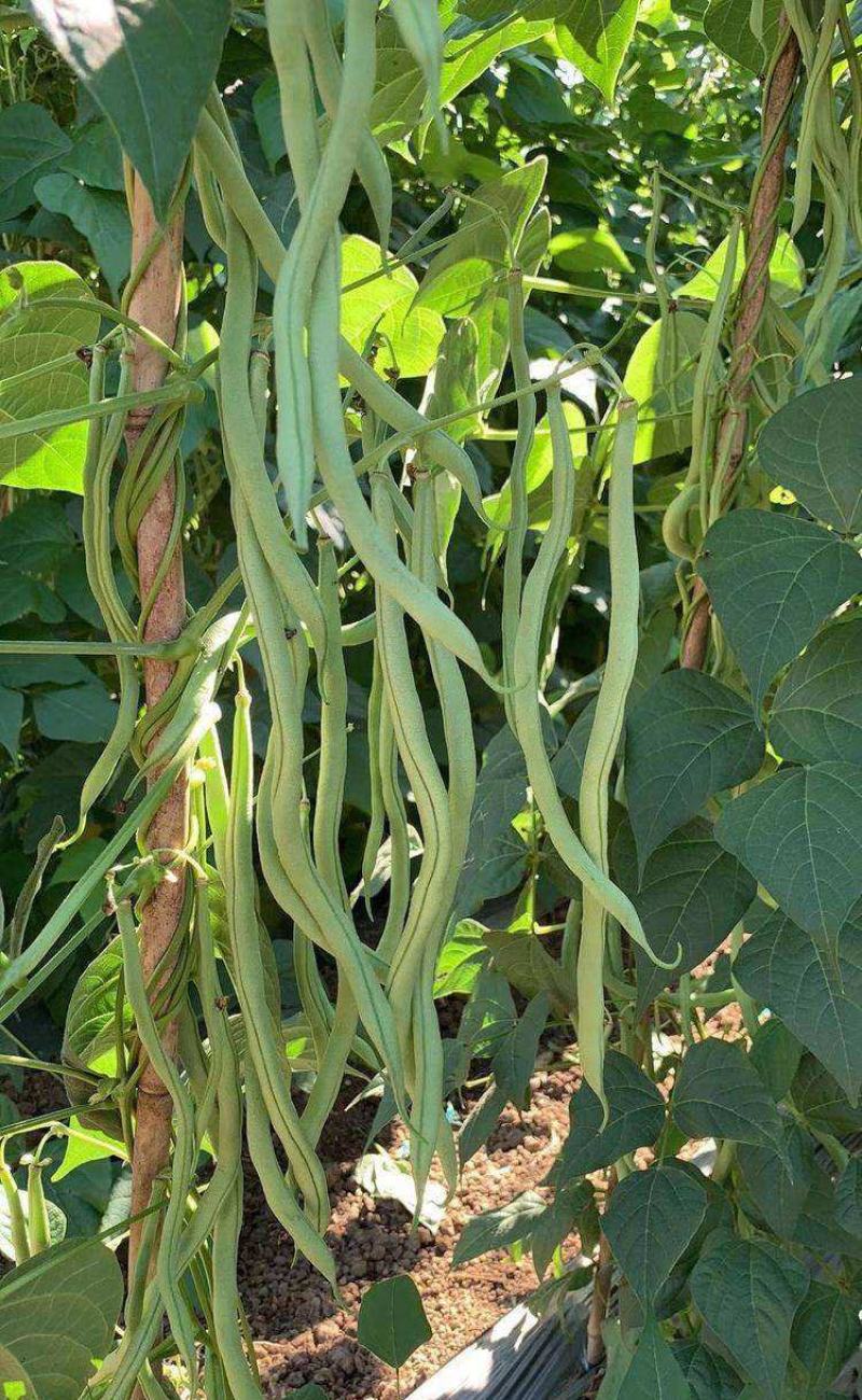 盛世小金豆种子四季豆种籽绿荚架豆角种子抗病高产春秋季蔬菜