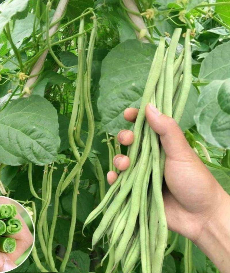 盛世小金豆种子四季豆种籽绿荚架豆角种子抗病高产春秋季蔬菜