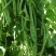 盛世小金豆种子四季豆种籽绿荚架豆角种子抗病高产春秋季蔬菜