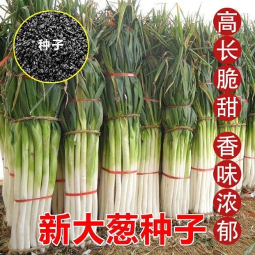 长白大葱种子航天一丈白抗病抗倒伏章丘大葱种子葱白长大