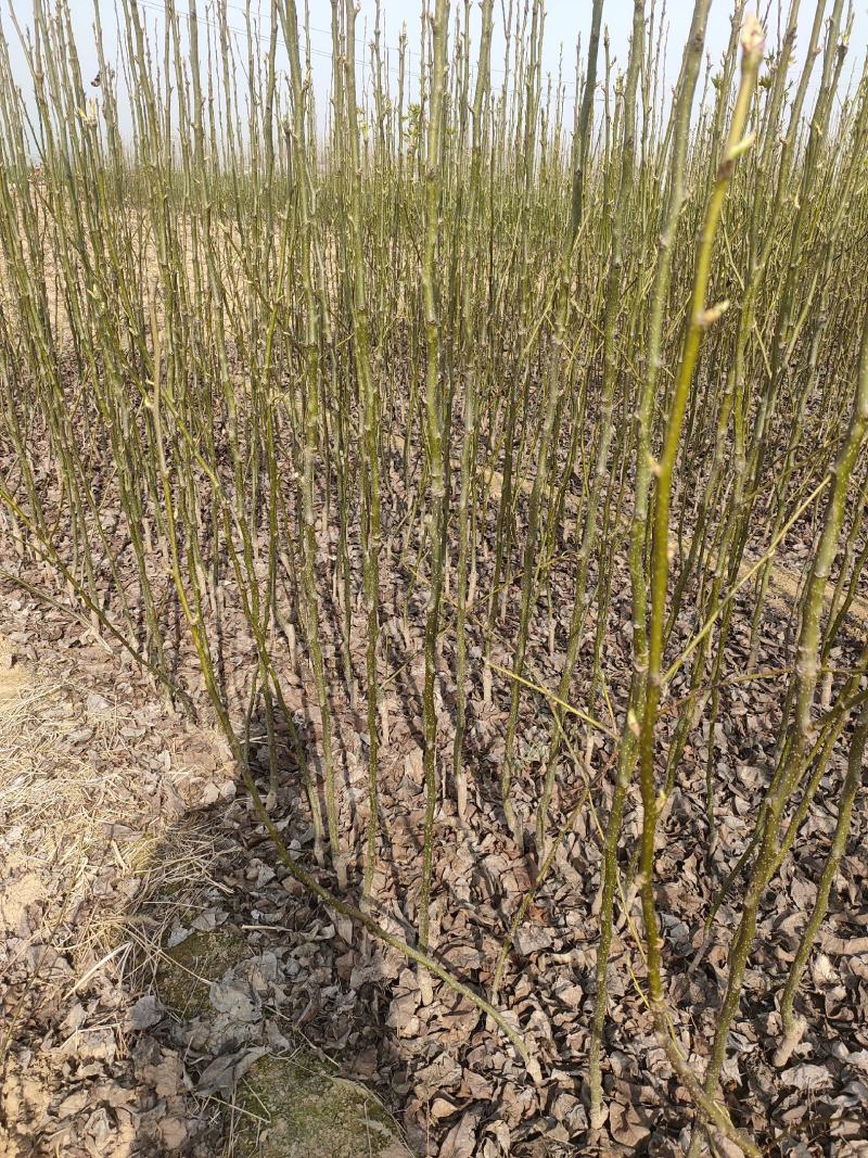 授权品种新玉早蜜梨梨苗，正规苗木基地，保湿发货，品种纯正