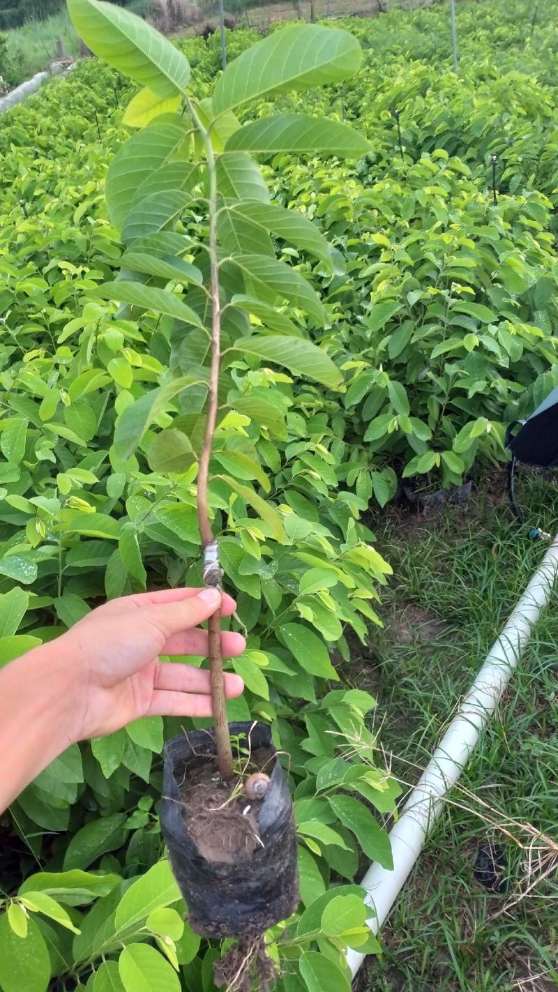 黄晶果苗大个头效益较高新品种单果重达一斤多