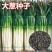 长白大葱种子航天一丈白抗病抗倒伏章丘大葱种子葱白长大
