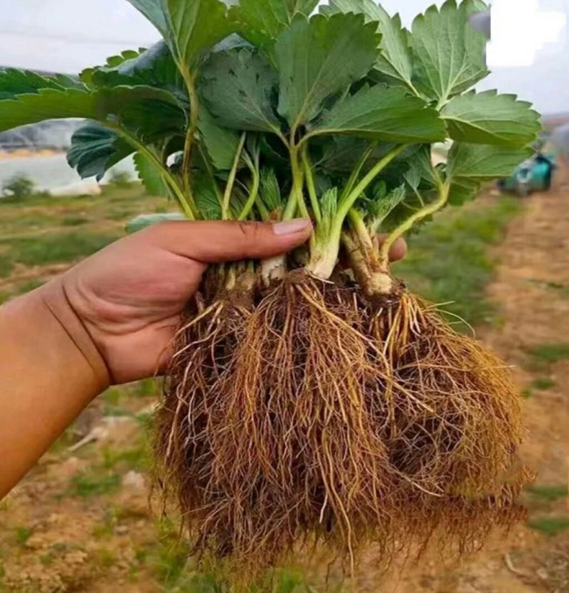 鸿通草莓苗基地。法兰帝适合广西南方种植品种根系发达包成活