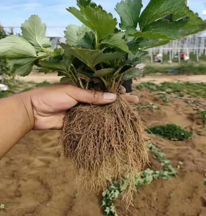 鸿通草莓苗基地。法兰帝适合广西南方种植品种根系发达包成活