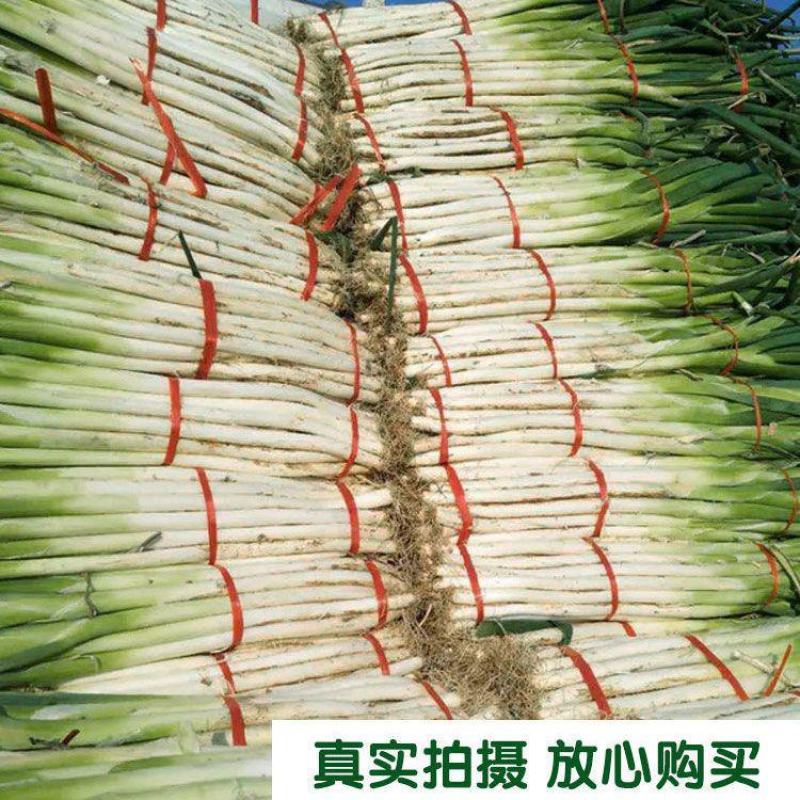 不锈钢100长白大葱种子葱白长抗倒伏高产200g山东