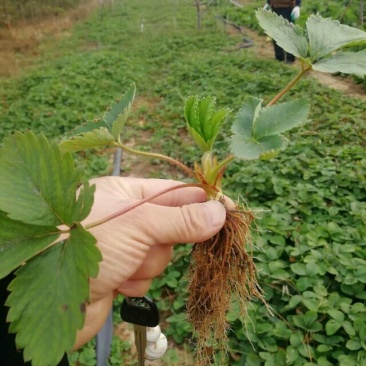 鸿通草莓苗基地。法兰帝适合广西南方种植品种根系发达包成活