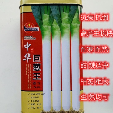 大葱种子中华巨葱王大葱种子抗病抗倒伏抗热抗寒产量高的大葱