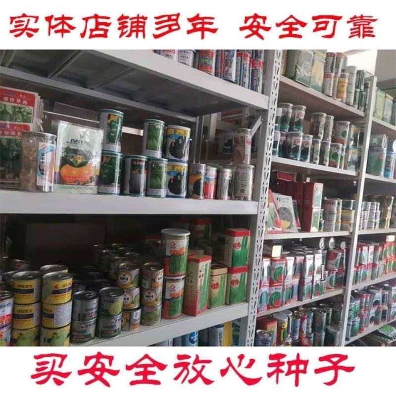 大葱种子中华巨葱王大葱种子抗病抗倒伏抗热抗寒产量高的大葱