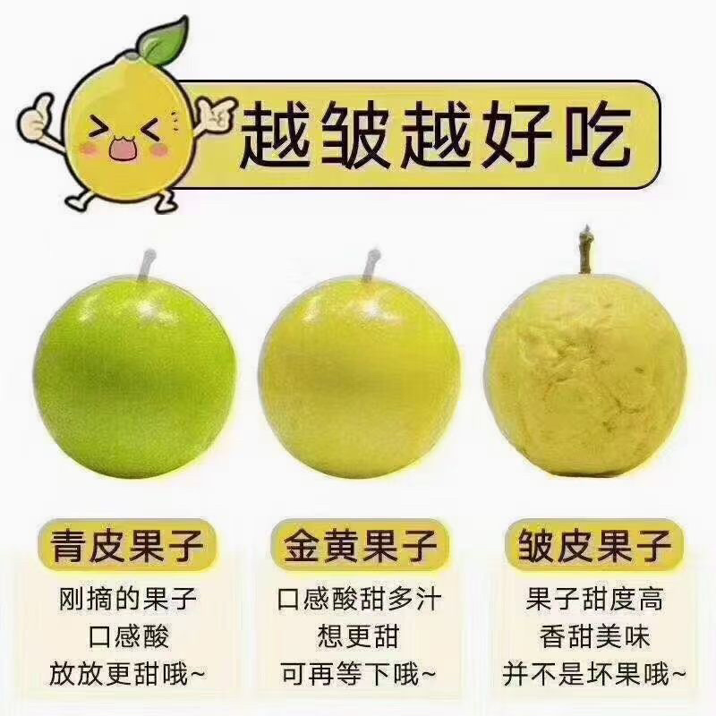 （钦蜜九号纯甜）黄金百香果现摘现发孕妇水果鸡蛋果子