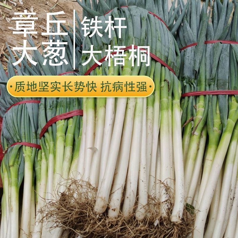 山东章丘大葱种子铁杆大梧桐巨葱种籽四季蔬菜香葱种孑抗病耐