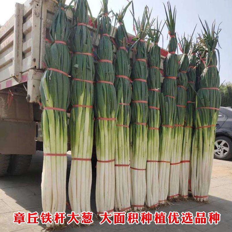 山东章丘大葱种子铁杆大梧桐巨葱种籽四季蔬菜香葱种孑抗病耐