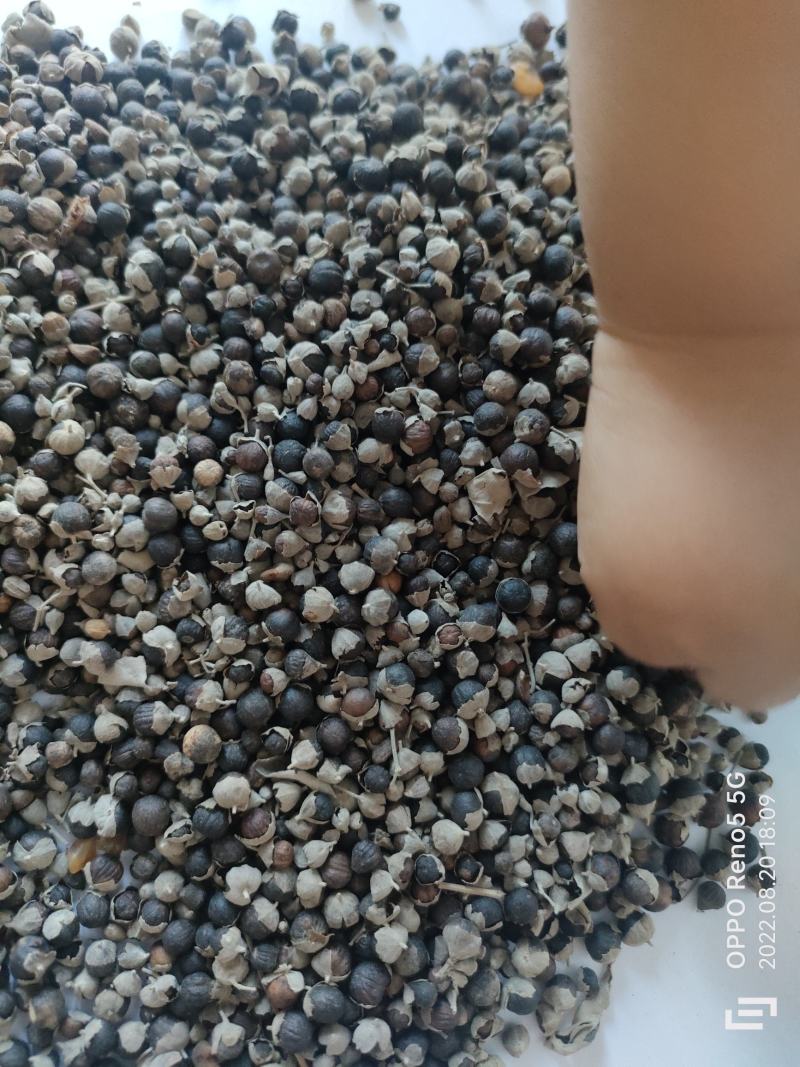 （热销）蔓荆子产地大货实物拍摄严于品质地道药材祥泰药材