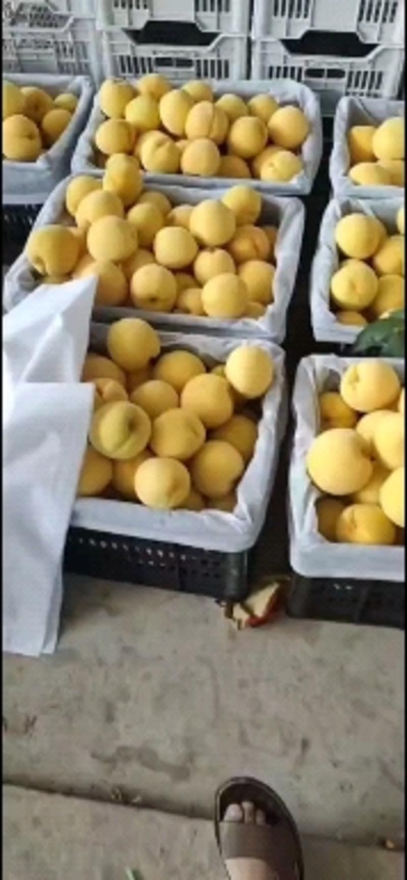 陕西黄桃大量供应，口感好果肉黄，糖度高要的联系