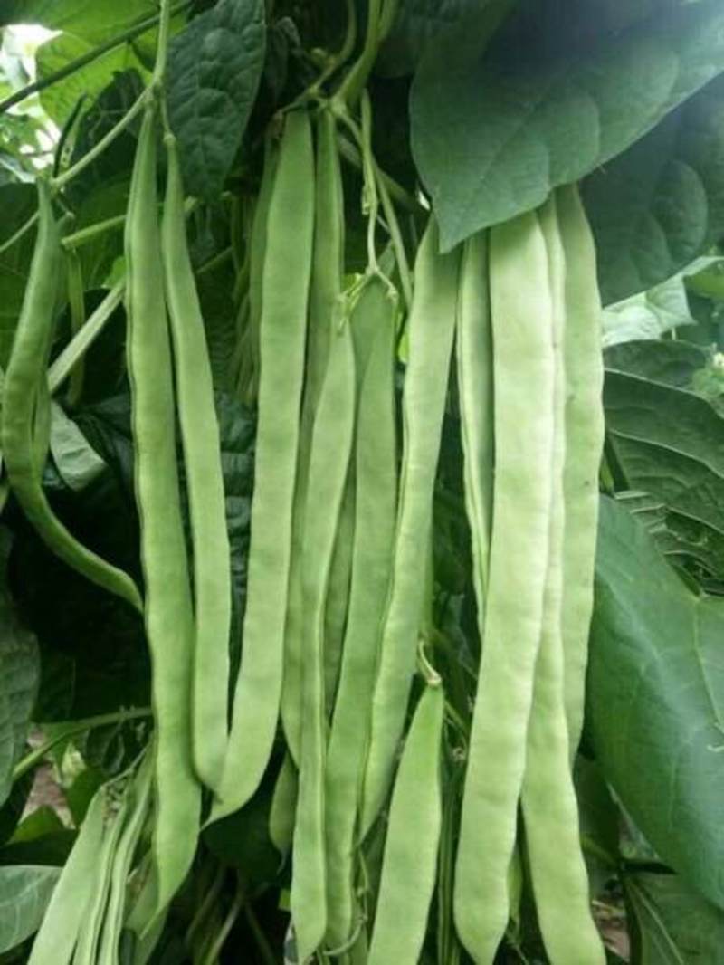 龙盛神龙光辉架豆种子优质高产抗病抗逆商品性佳基地农家